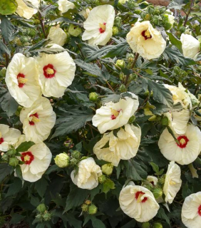 Hibiscus moscheutos 'French Vanilla'